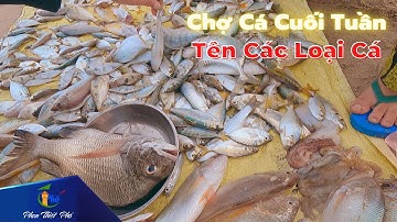 Chợ hải sản giá rẻ cuối tuần, tìm hiểu tên các loại cá -  🍽 Phan Thiết Phố 🏖