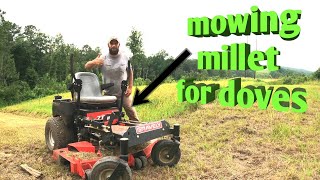 Dove field prep: Mowing millet for the doves with the zero turn mower and preping a new feed field