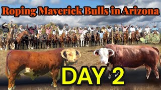Roping Big Maverick Bulls in Arizona DAY 2