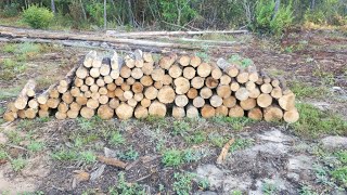 How I Started Thinning Trees On My Property