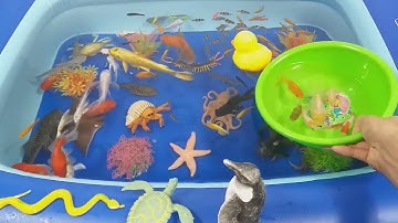 Động Vật Dễ Thương,Âm Thanh Động Vật,Cá Mập,Cá Heo,Cá Chép,Cá Koi,Cá Đuối,Bọ Ngựa,Chuồn Chuồn,Animas