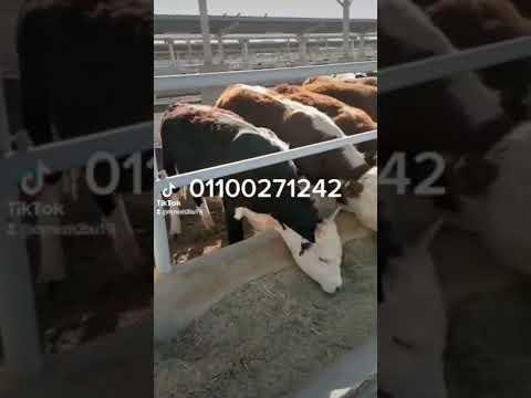عجول سيمنتال بيور من شركه جرين جولد