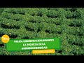 Frijol Liborino: Explorando Riqueza de la Agrobiodiversidad- TvAgro por Juan Gonzalo Angel Restrepo
