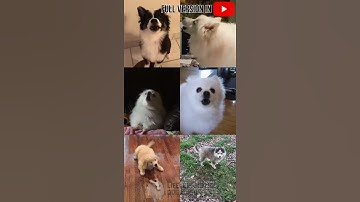 Thumbnail of Dogs Singing Jingle Bells #Shorts
