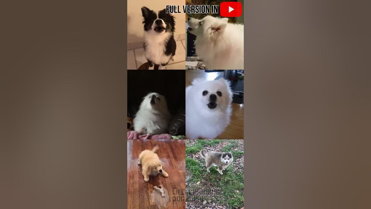 Dogs Singing Jingle Bells #Shorts