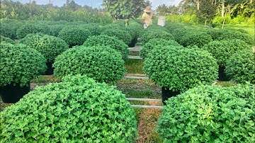 Tưới phân cho Cúc mâm xôi (cúc sớm 29/9 al) #flowers #hoatet #garden