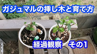 ガジュマル Youtube