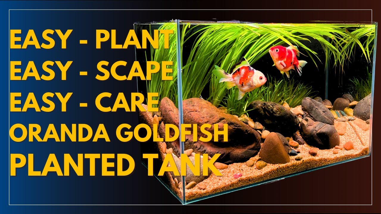 Image showcasing Oranda Goldfish Planted Tank | Easy Plant, Easy Scape, Easy care for ...
