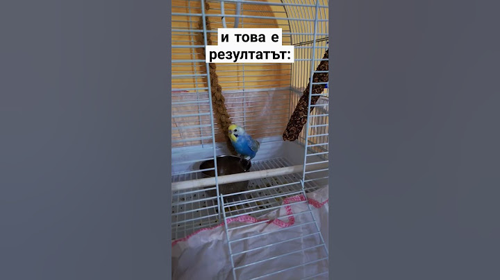 Вълнисто папагалче @discoverworldbg реагира на друго #pet #budgies