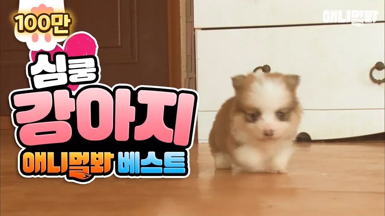 웰시코기 일러스트 Baby Welsh Corgi videos that can make you feel happy when you're upset