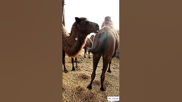 Camel mating and breeding scene   36