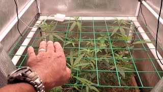 6/13/21 3x3 Chilled LED No Till Update