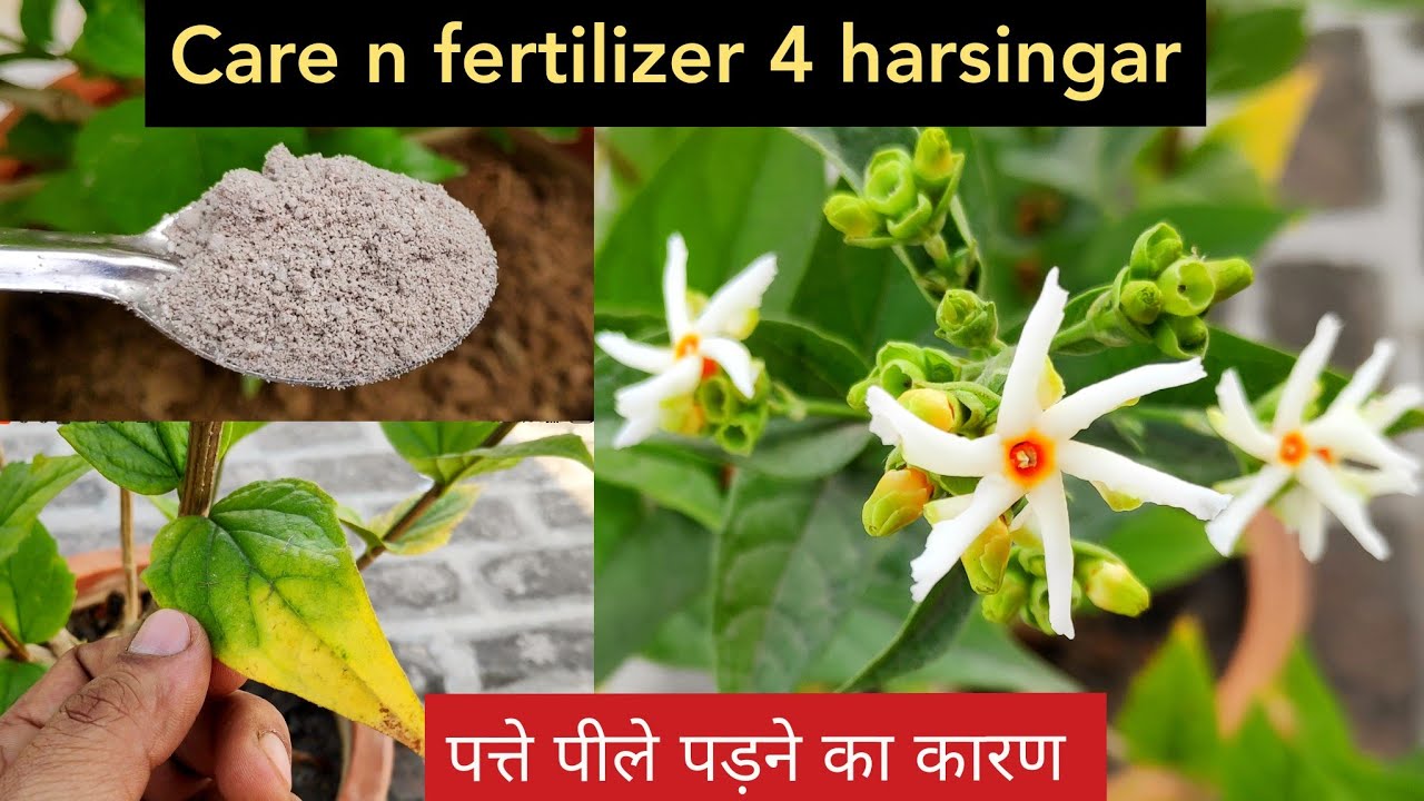       Harsingar or parijat plant care n fertilizer in pot