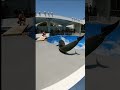 イルカがすごすぎる・・・海きらら　Dolphins go round and round　मैंने ऐसी डॉल्फिन कभी नहीं देखी　旋转海豚　#長崎ちゃんぽん 長崎ちゃんぽん　