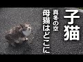 【子猫が駆け寄ってきた】ずっと付いてきた結果…