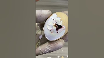 Opening egg to save stuck chick #viral