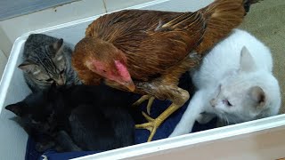 Reaction Of Kittens to the First Meeting Chicken by Top Kitten TV 311 views 2 years ago 4 minutes, 16 seconds