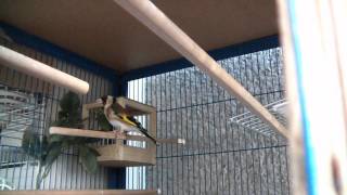 Stieglitz Major - Vom Nestling Zum Erwachsenen Vogel - Chardonneret Major - Carduelis Major