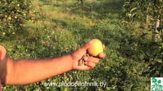 Яблоня сорт Медуница