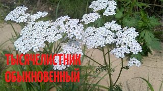 Тысячелистник обыкновенный. Лекарственное растение. Краткое описание.