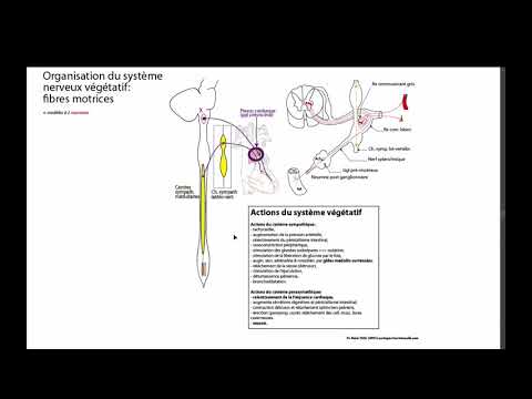Fibres motrices du système végétatif
