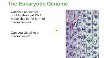 Chapter 10 Cell Reproduction