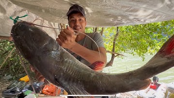 Thăm Lợp Khổng Lồ Sau 3 Tháng Mùa Lũ Vẫn Có Cá / Câu Cá Cắm Trại Trong Rừng 