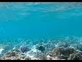 Snorkeling at Tala Bay Resort in Aqaba Jordan Part 2