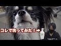 犬にも優しい！？バーデンス　スキャルプシャンプー