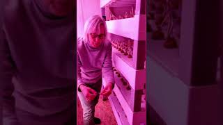 How we can start a project on growing saffron indoors/AVF/association for vertical farming