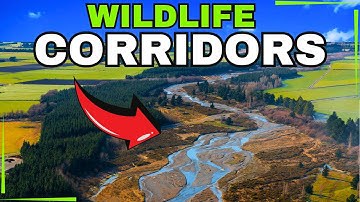 This Rewilding Technique is Connecting Ecosystems - Here