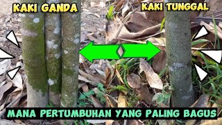 POHON DURIAN KAKI GANDA DAN KAKI TUNGGAL MANA PERTUMBUHANNYA YANG LEBIH BAGUS