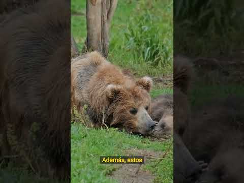 Video: ¿Puedes despertar a un oso de la hibernación?