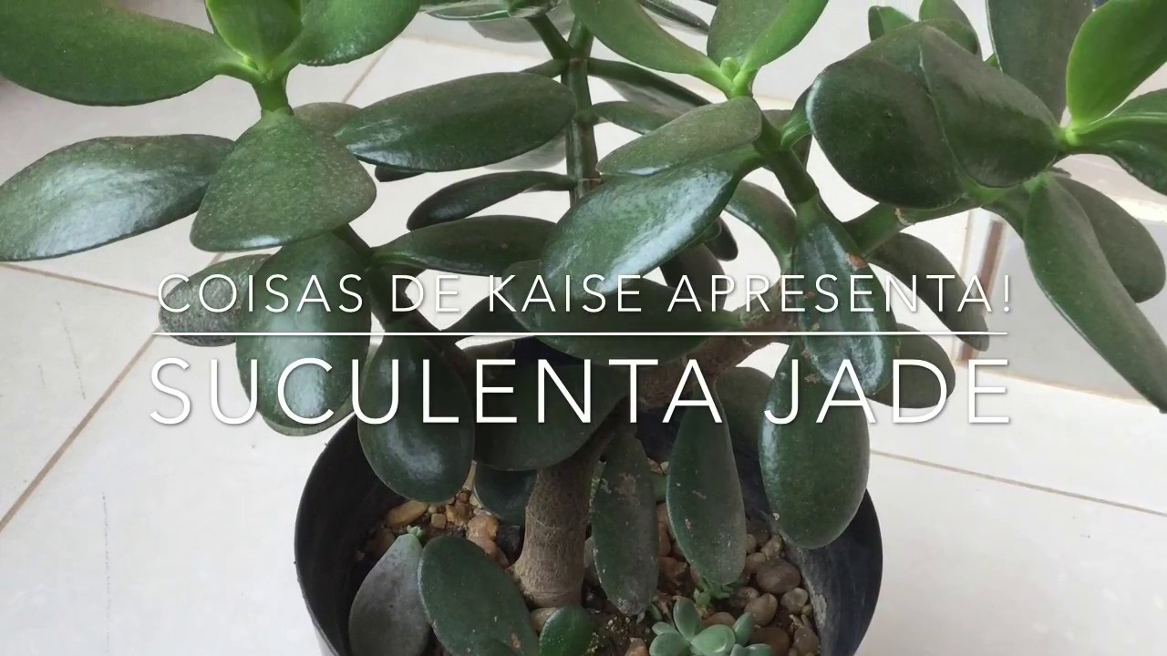 Suculenta Jade 001 Youtube