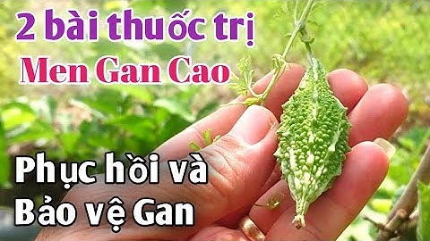 2 bài thuốc trị Men Gan cao, phục hồi về bảo vệ Gan rất hiệu quả. PHAN HẢI Channel