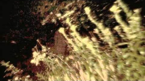 Sneak Attack Music Video