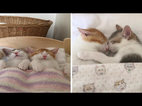 Adorable Kitten Twins Love To Sleep Side By Side