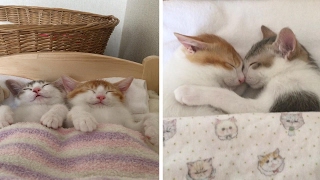 Adorable Kitten Twins Love To Sleep Side By Side