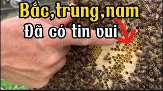 Cách nhập ong hiệu quả nhất,nhận biết dấu hiệu mật về