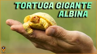 CONOCE a la PRIMERA TORTUGA GIGANTE ALBINA de GALÁPAGOS [Ecuador]