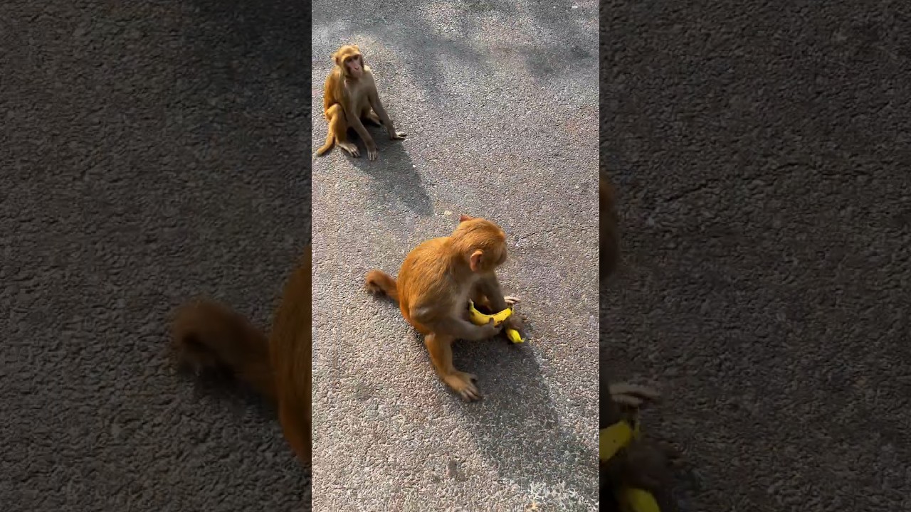 #monkey#mcstan adlı videoyu YouTube'da izle #monkey#mcstan adlı videoyu YouTube'da izle