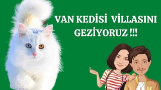 Van Kedi̇si̇ - Van Cats - Van Kedi̇ Vi̇llasi 2021 Türkiyenin En Nadide Kedisi