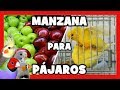 Por esto 😱 debes darle MANZANA a tus PAJAROS 🐦 MANZANA para CANARIOS y AVES EXOTICAS