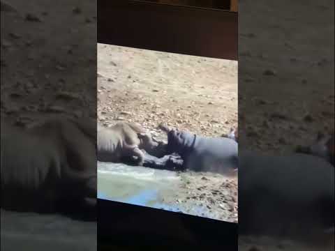 Hippo vs Rhino