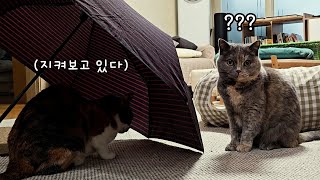 하루종일 언니만 지켜보는 막내 고양이