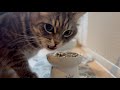 ご飯の食べ方を指摘され怒った?猫がなぜかカッコイイ