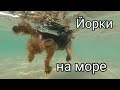 Прогулка с собаками на море