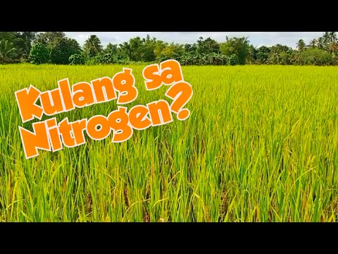 Video: Paano tumutugon ang nitrogen sa hydrogen?