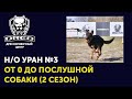 «От 0 до послушной собаки 2» | Немецкая овчарка Уран 3 | Успехи в обучении овчарки | Школа DRED