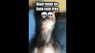 Blud Think He Livin Rent Free #Shorts #Meme #Blud
